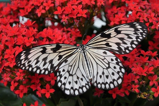 Butterfly Zen